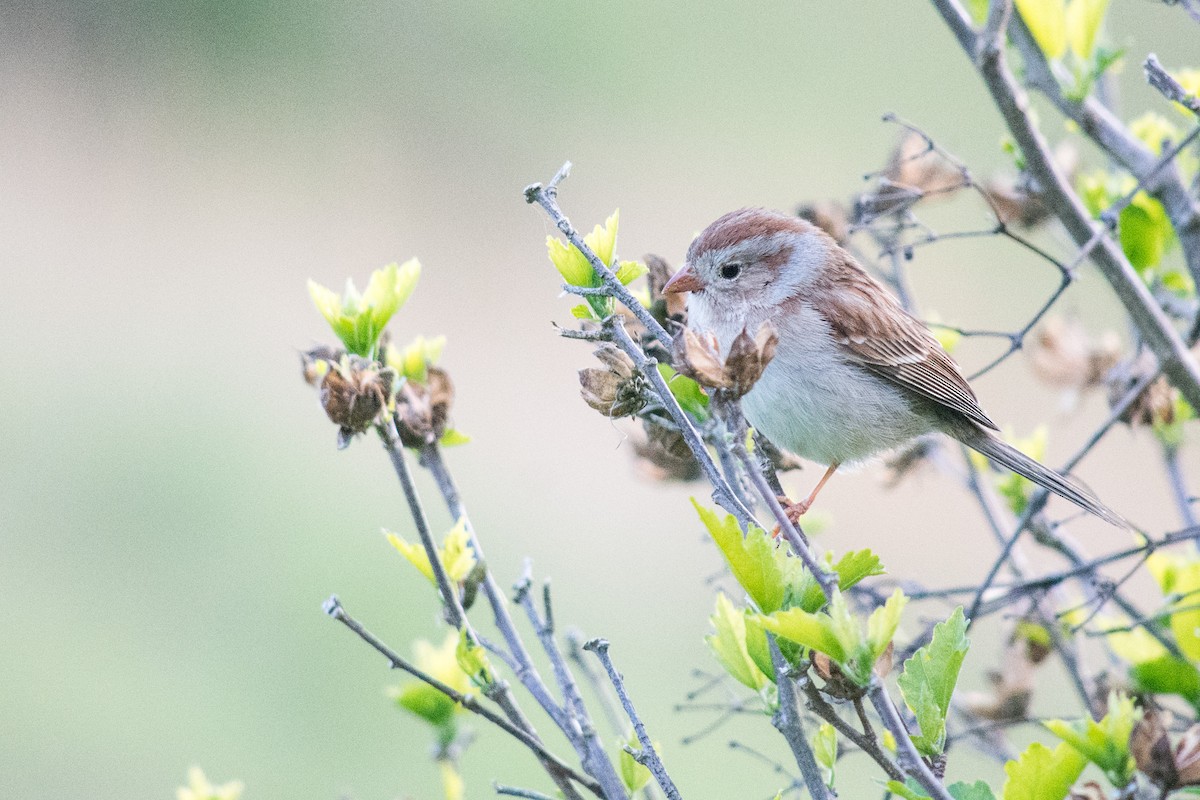 Field Sparrow - ML617840574