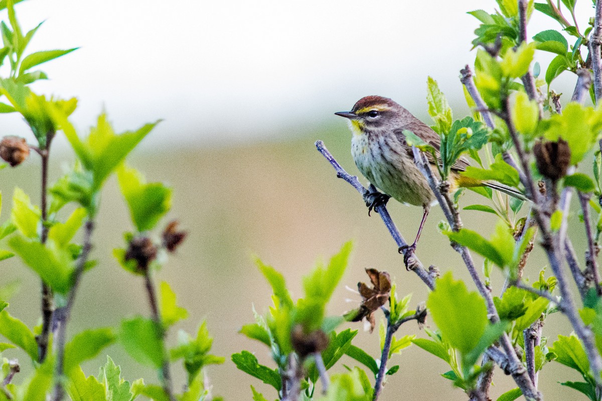 Palm Warbler - ML617840587