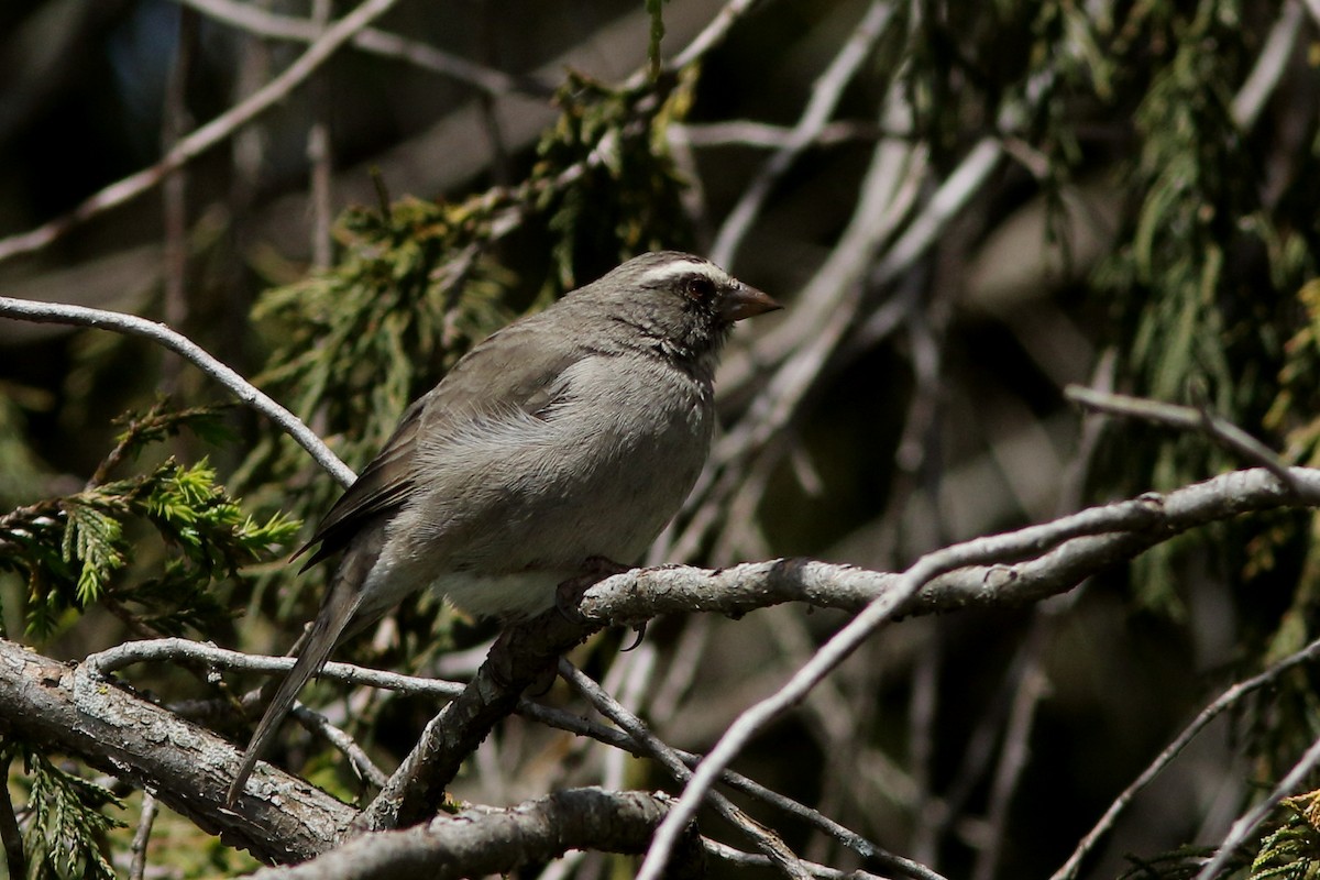 Brown-rumped Seedeater - ML617840610