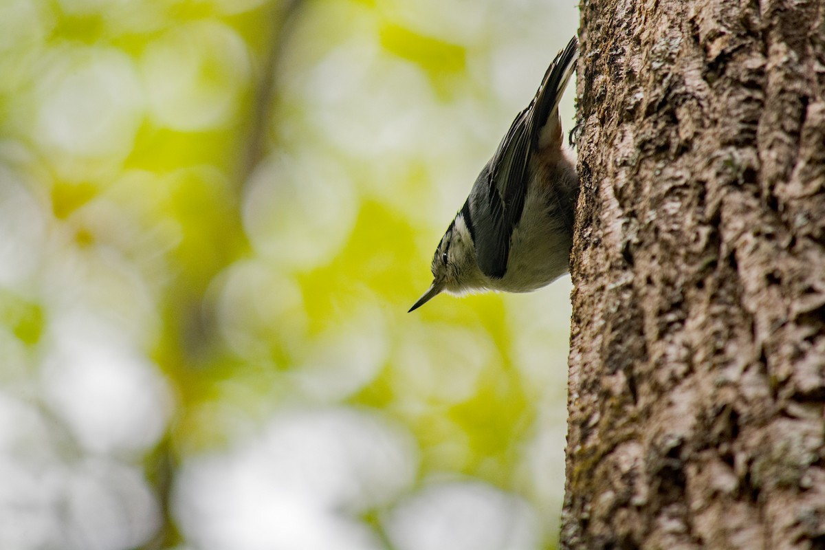 White-breasted Nuthatch - Leon  Graber