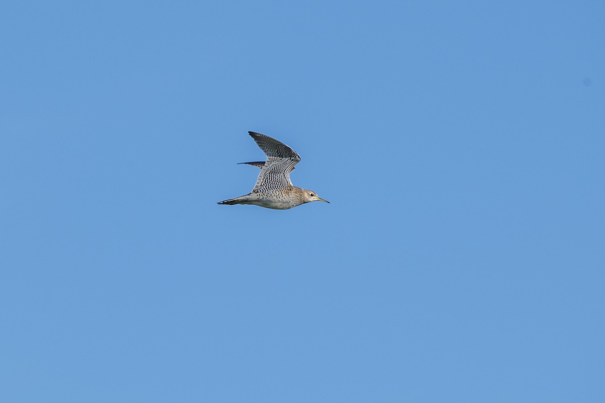 Upland Sandpiper - ML617840673