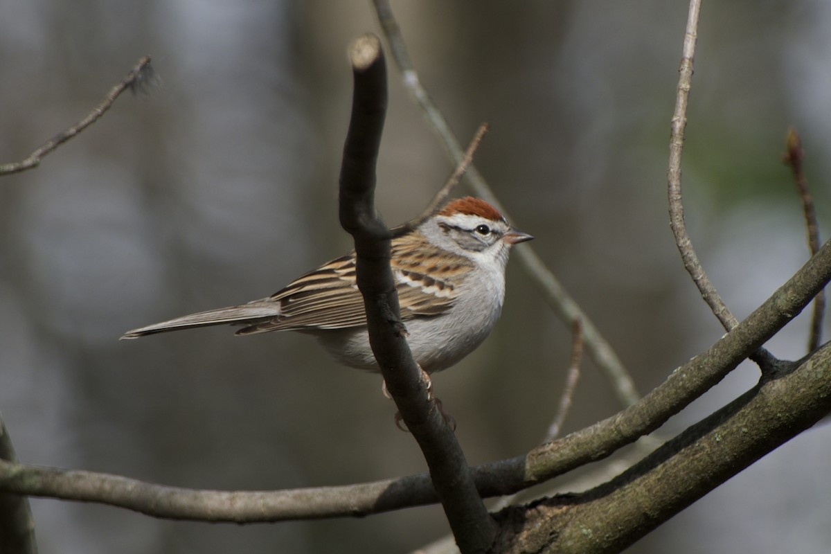 Chipping Sparrow - ML617840681