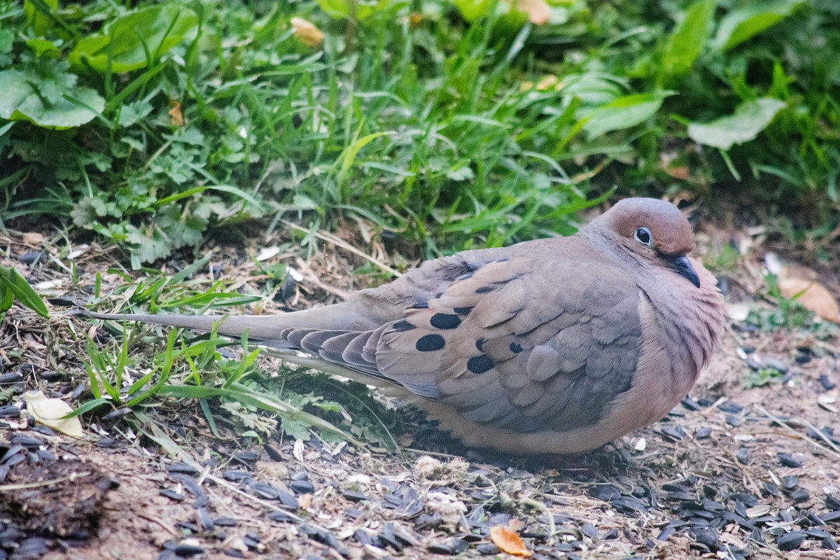 Mourning Dove - ML617840687