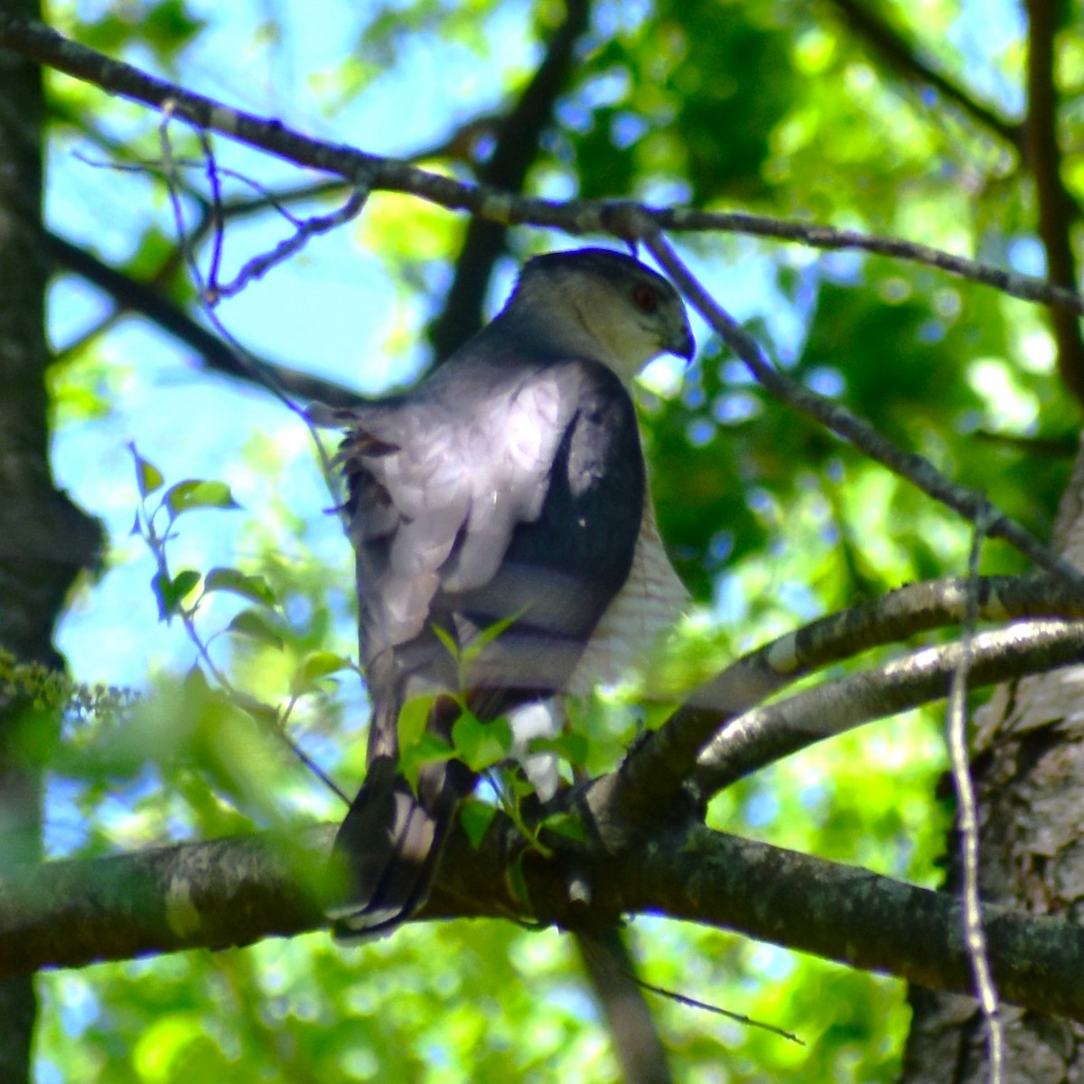 Sharp-shinned/Cooper's Hawk - Ed Leathers