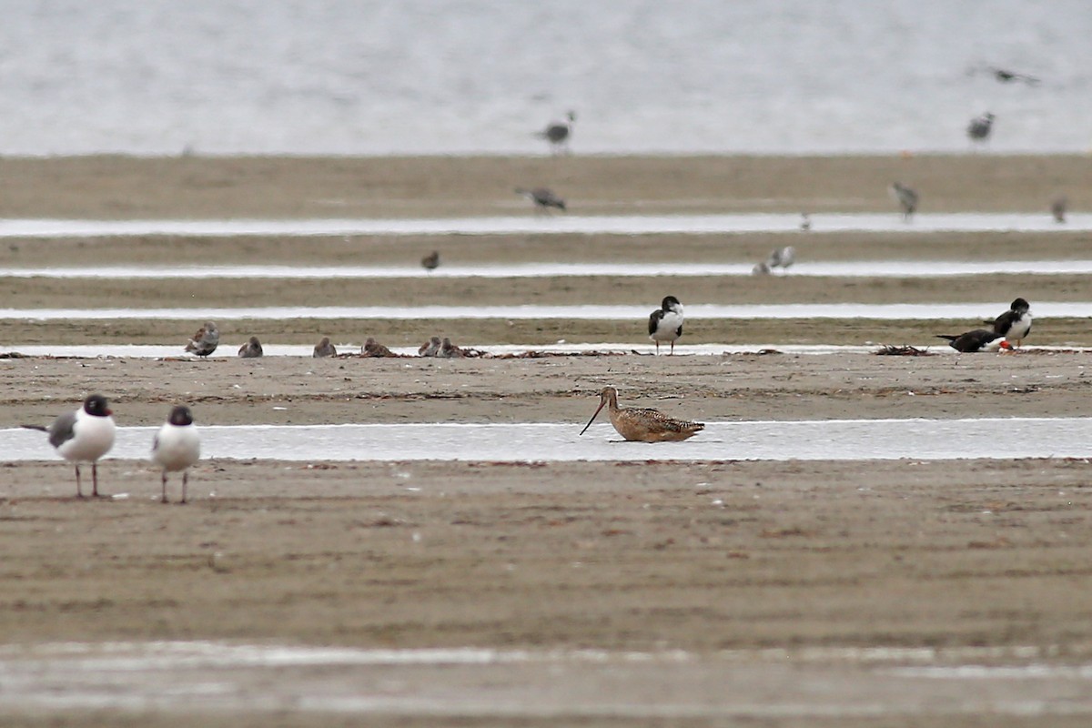 Marbled Godwit - ML617840702