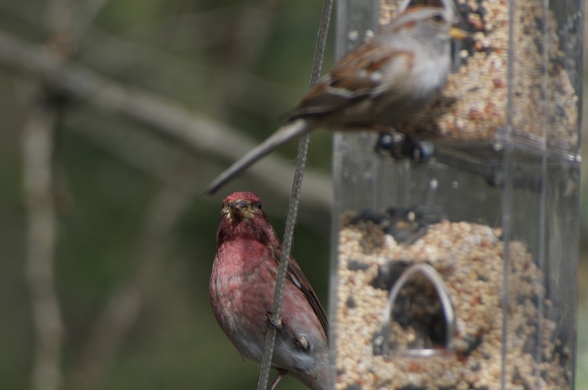 Purple Finch - ML617840705