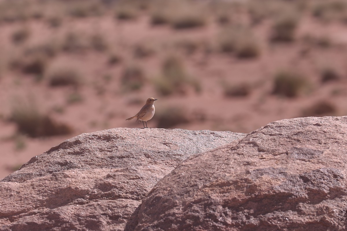 Red-rumped Wheatear - ML617840706