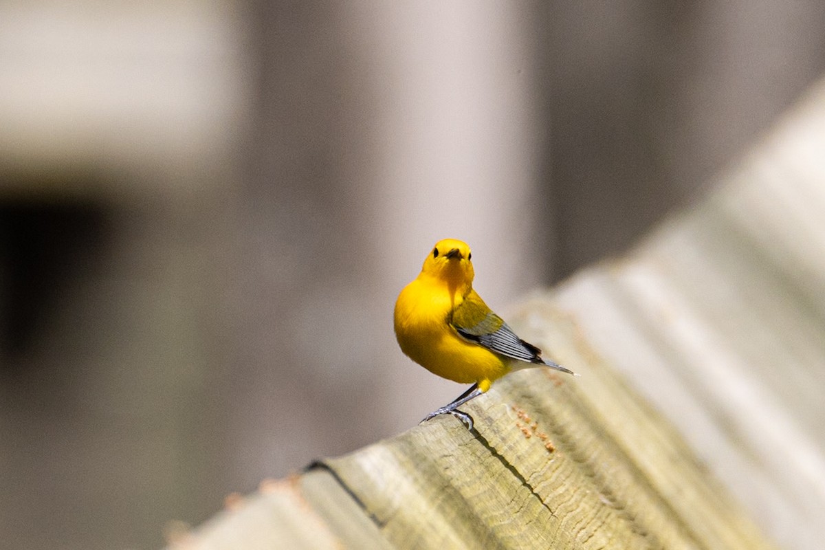 Prothonotary Warbler - Jacob Miranda