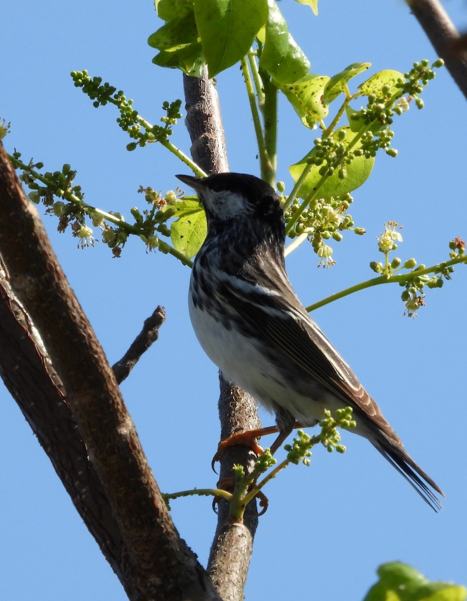 Blackpoll Warbler - ML617840716