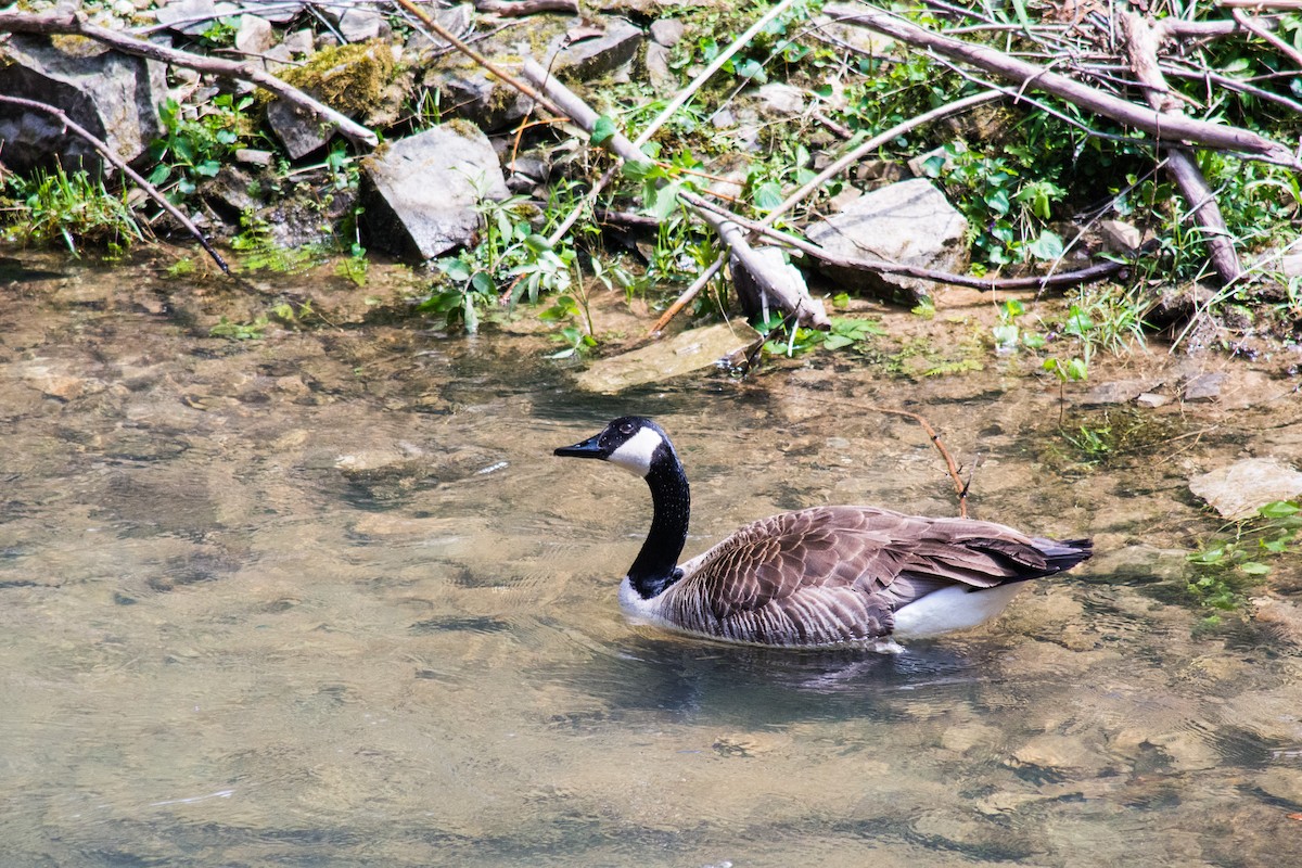 Canada Goose - Leon  Graber