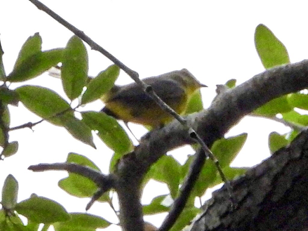 Golden-crowned Warbler - ML617840744