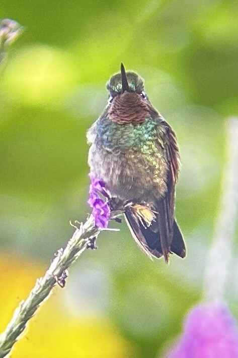 kolibřík fialovohrdlý - ML617840761