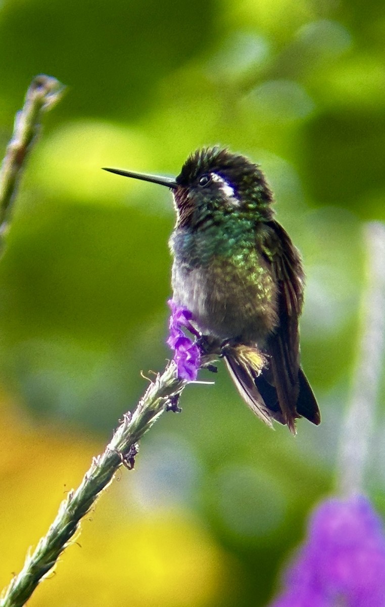kolibřík fialovohrdlý - ML617840762