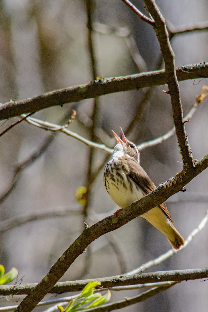 Louisiana Waterthrush - ML617840765