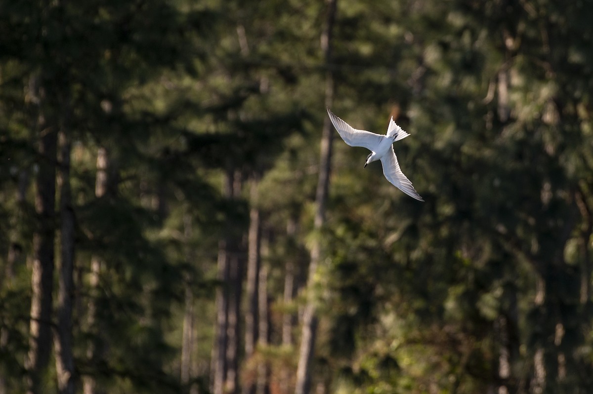 Gull-billed Tern - Jesse Parker