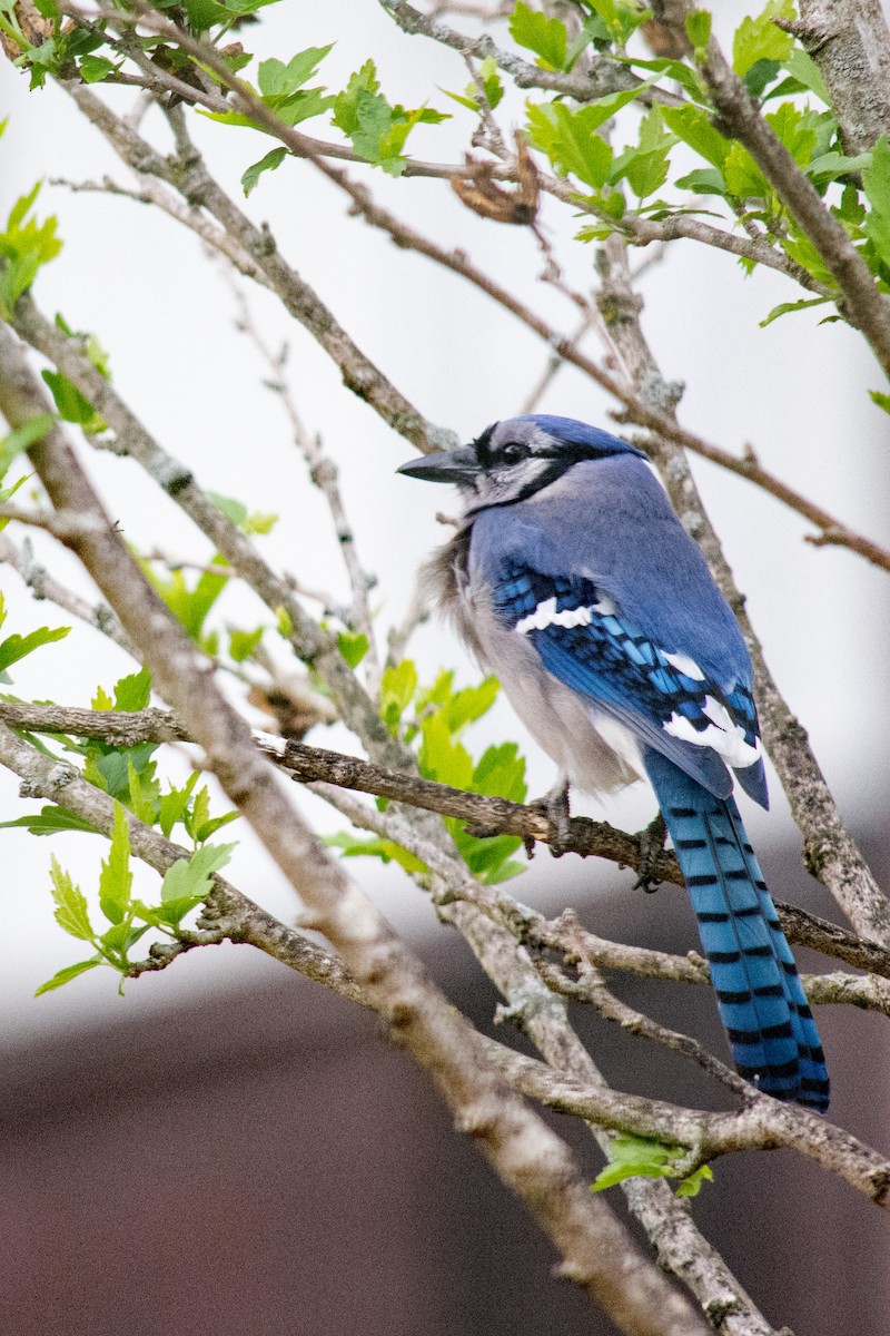 Blue Jay - ML617840796