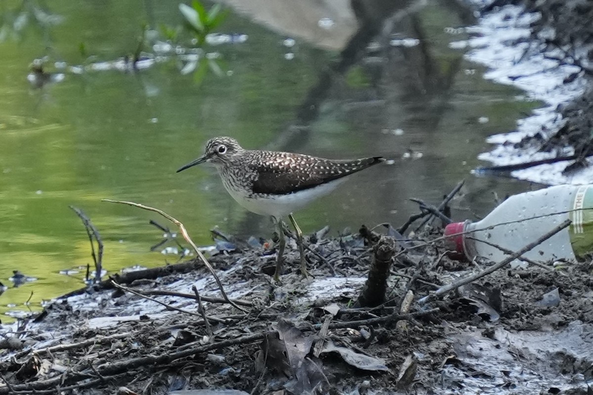 Solitary Sandpiper - ML617840853