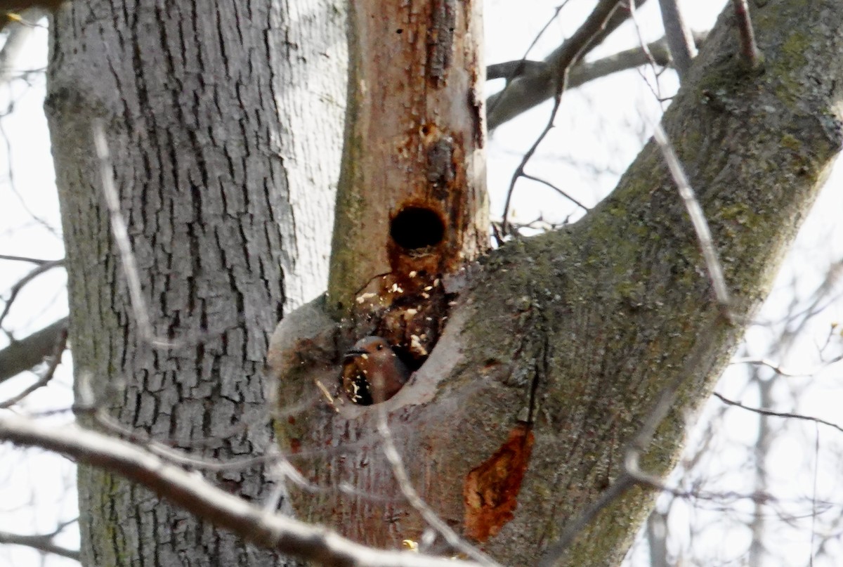 Northern Flicker - ML617840871