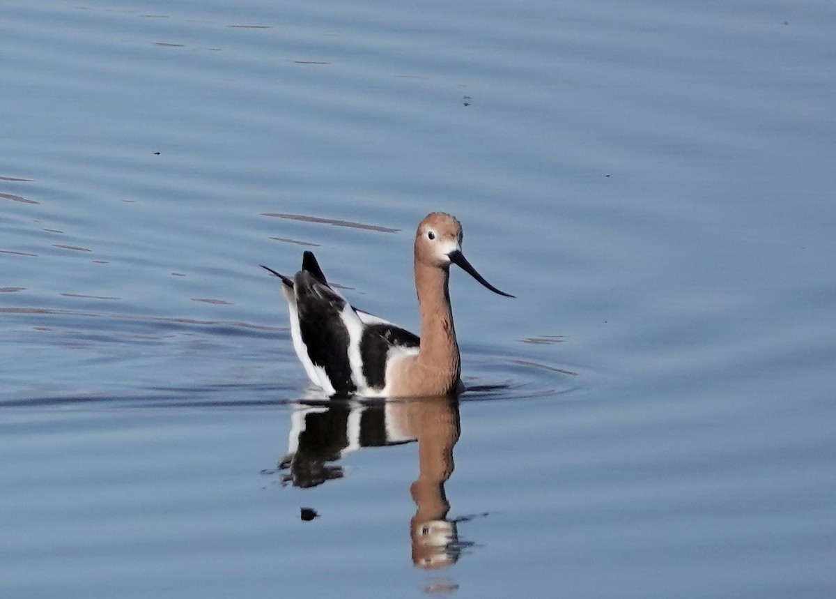 American Avocet - Henry Detwiler