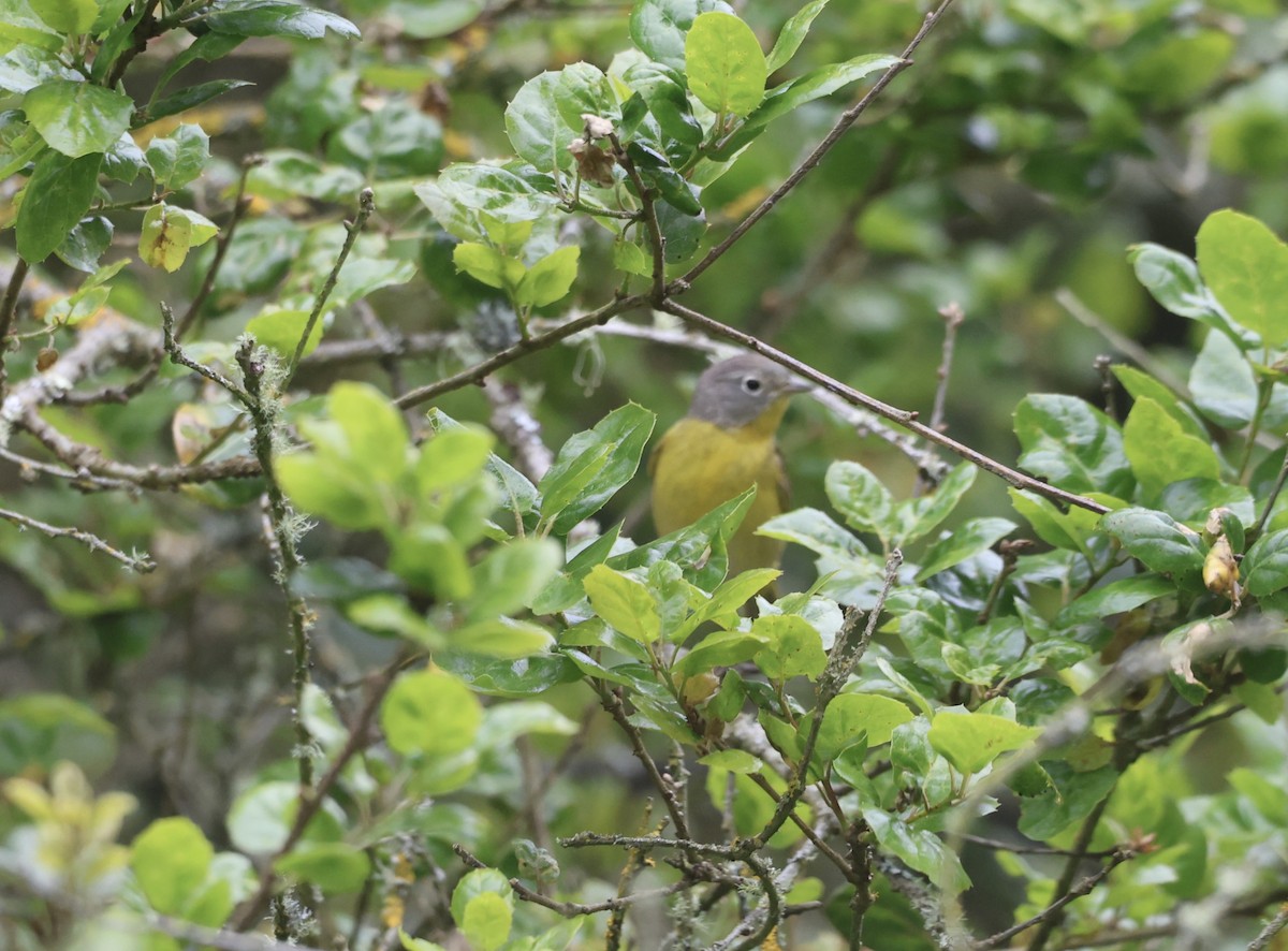 Nashville Warbler - ML617840909