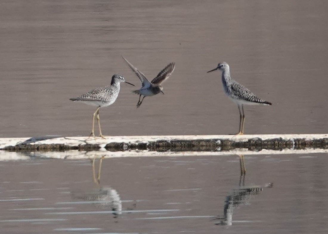 Lesser Yellowlegs - Henry Detwiler