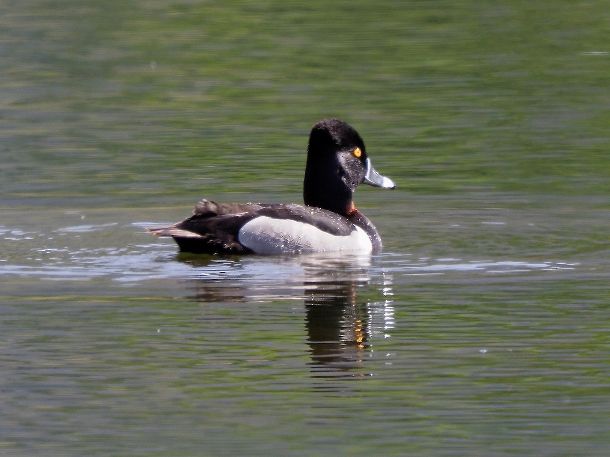 Ring-necked Duck - ML617840918