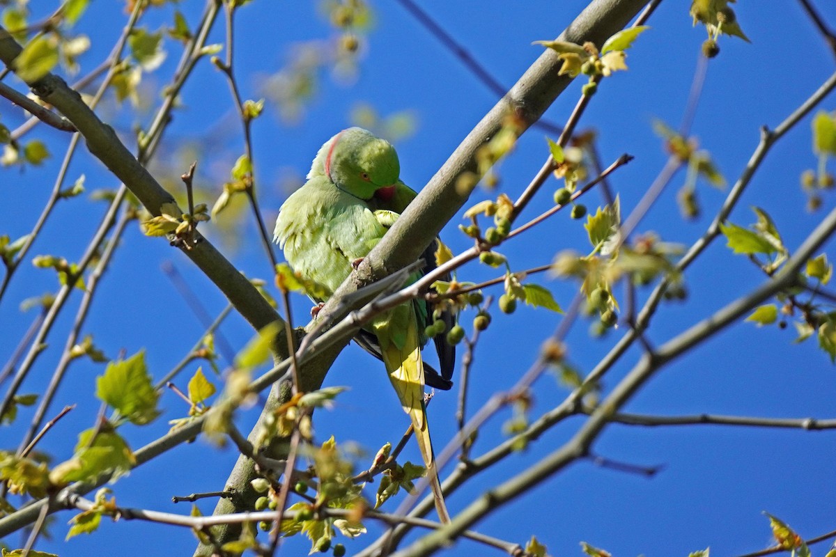 Rose-ringed Parakeet - ML617840929