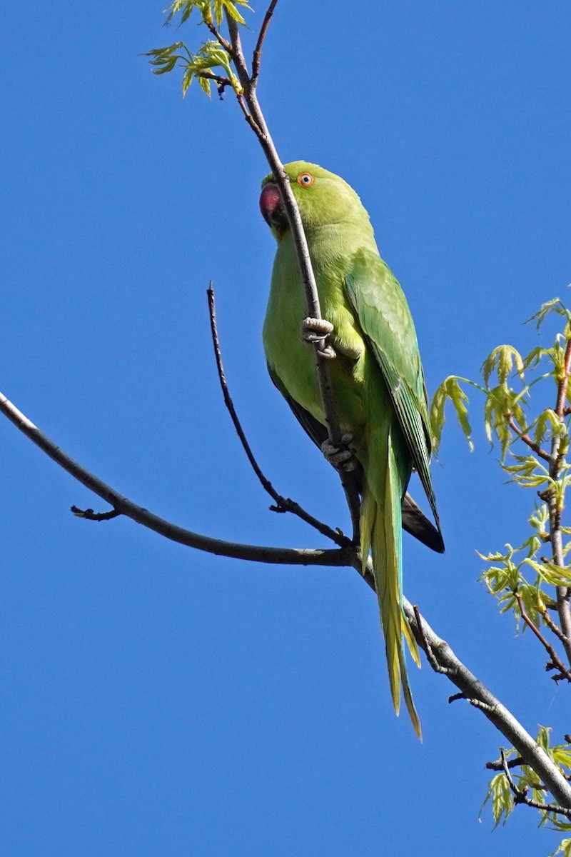 Rose-ringed Parakeet - ML617840930