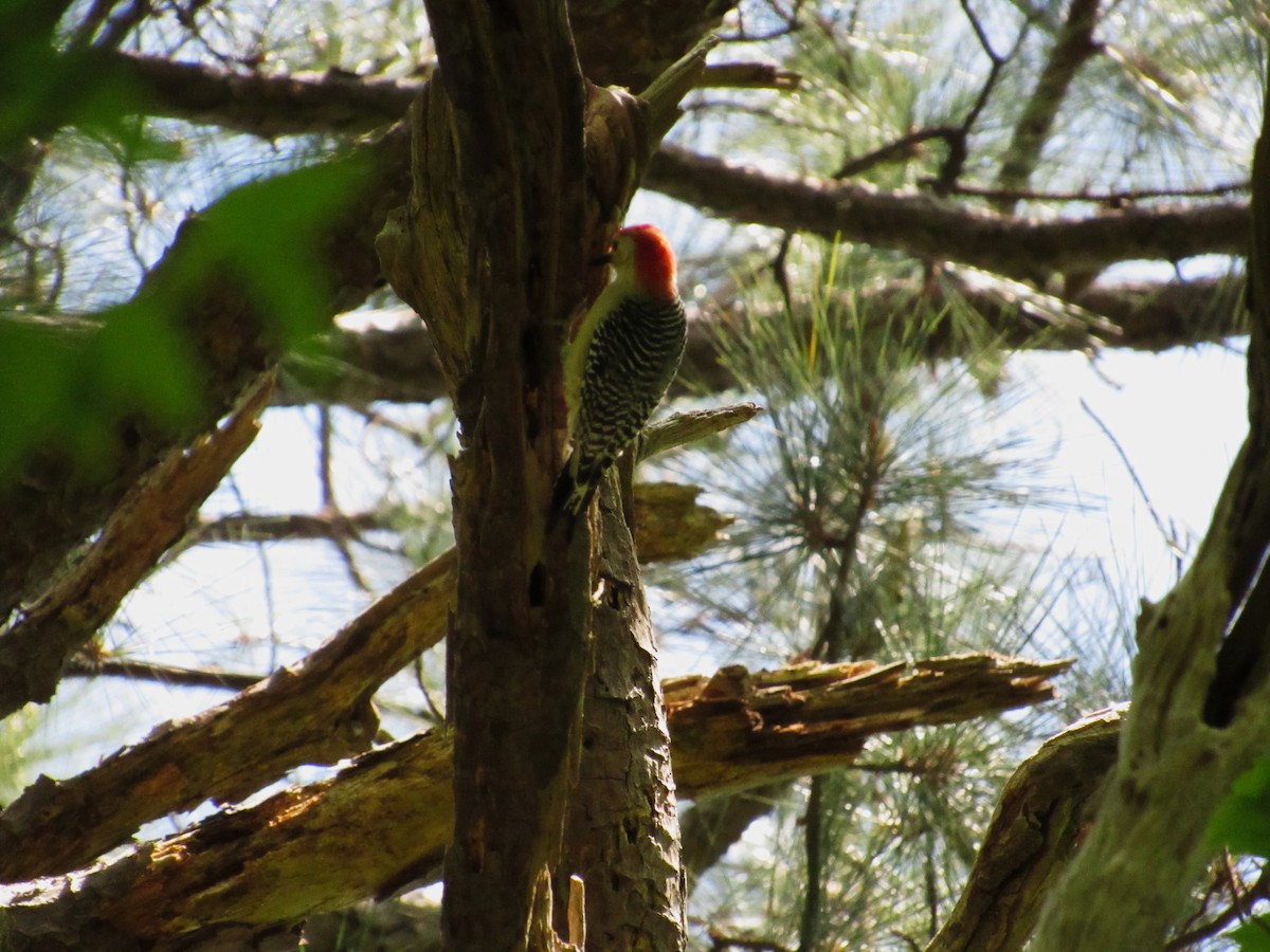 Red-bellied Woodpecker - Vonte Lee