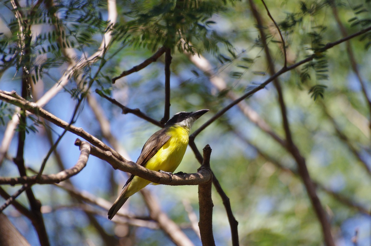 Boat-billed Flycatcher - ML617841010