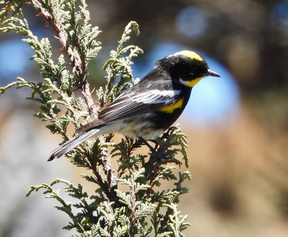 Yellow-rumped Warbler (Goldman's) - ML617841029