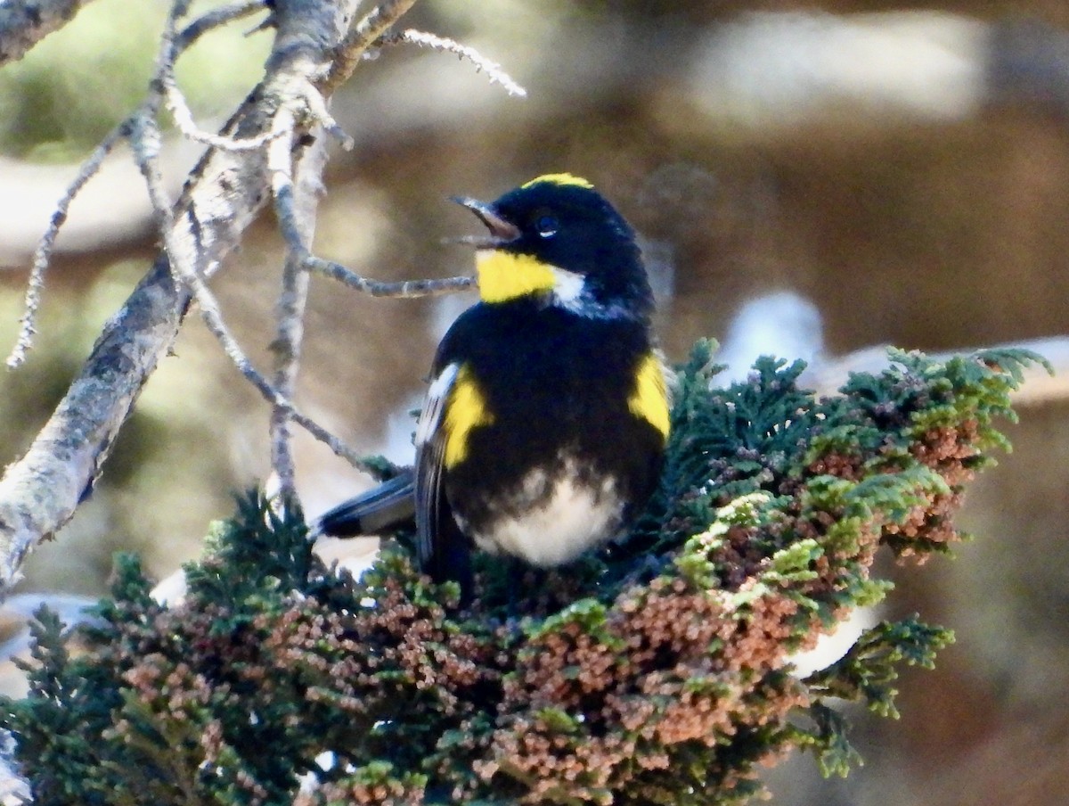 Yellow-rumped Warbler (Goldman's) - ML617841042