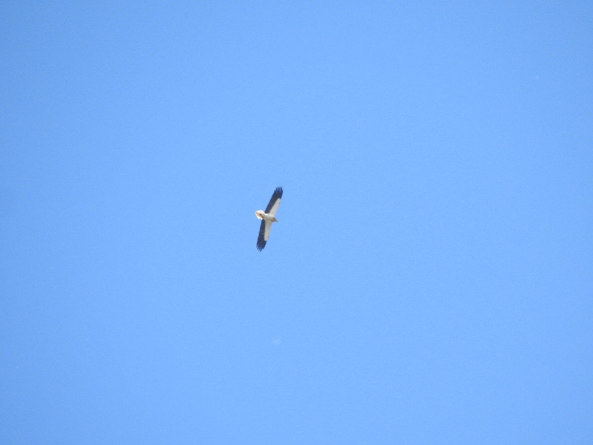 Egyptian Vulture - Rui Santos