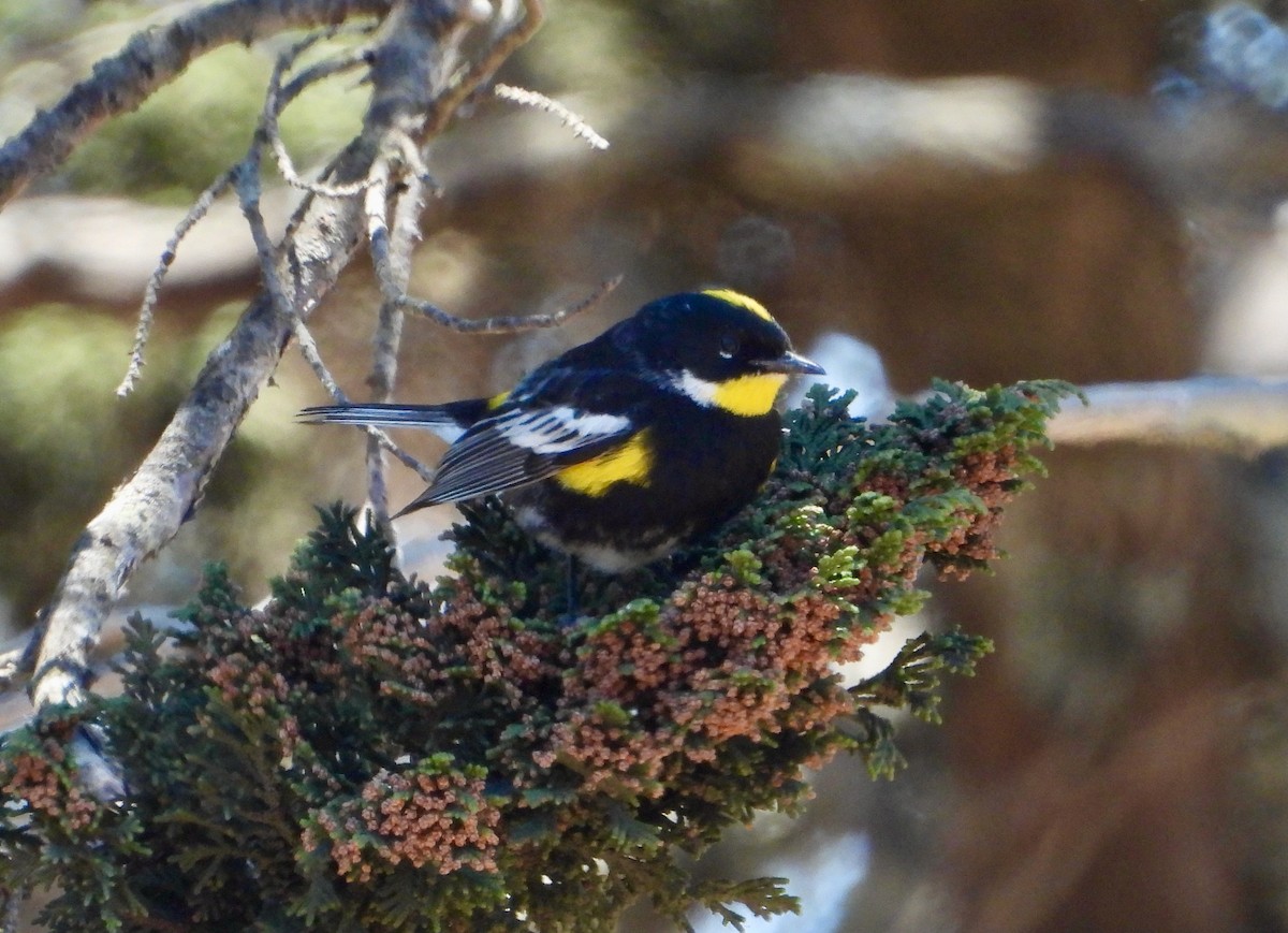 Kronenwaldsänger (Schwarznacken-Waldsänger) - ML617841045