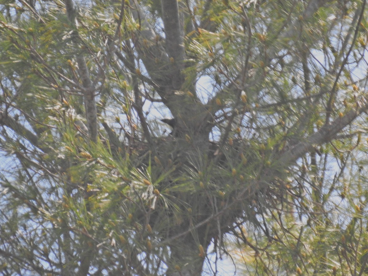 crow sp. - Lauren Crocker