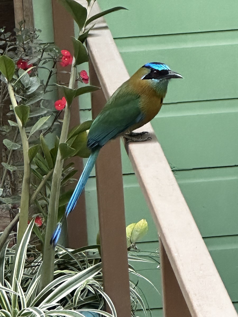 Diademmotmot - ML617841050