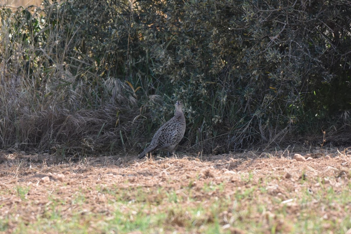 Ring-necked Pheasant - ML617841065