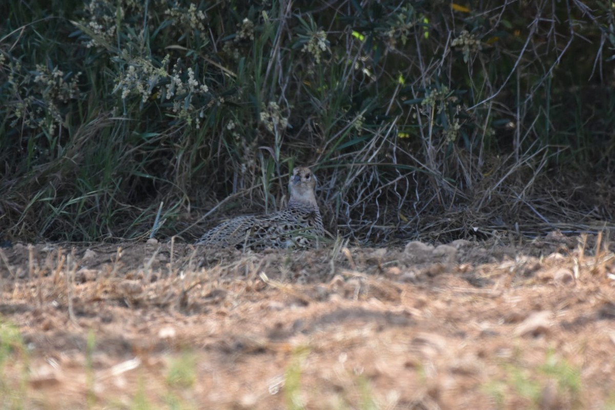 Ring-necked Pheasant - ML617841066