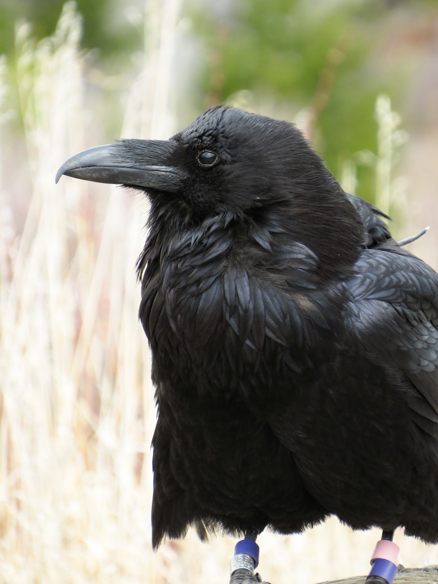 crow/raven sp. - ML617841075