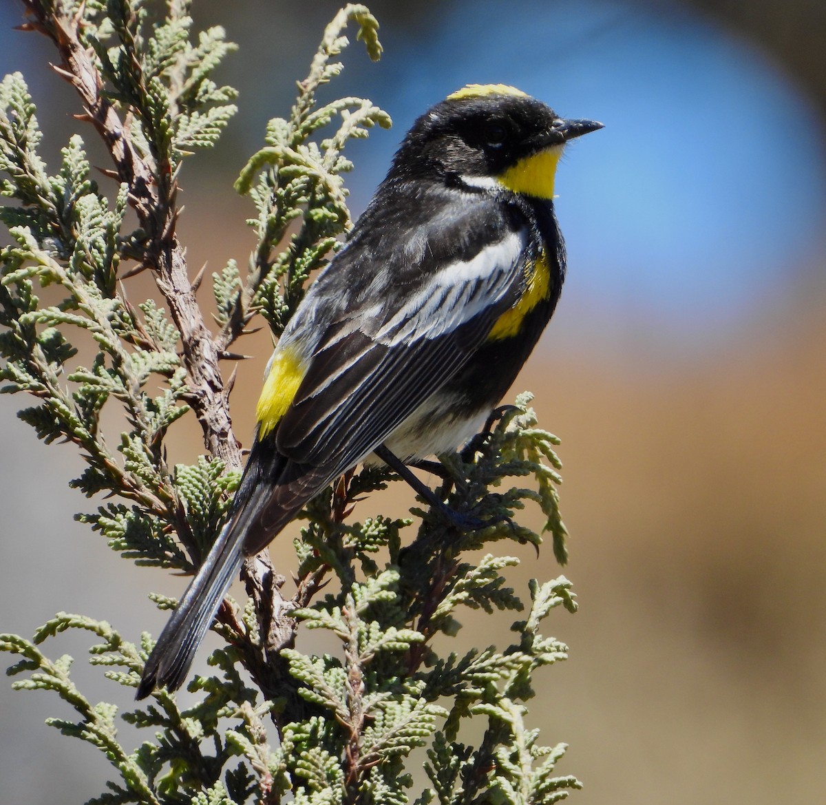 Yellow-rumped Warbler (Goldman's) - ML617841089