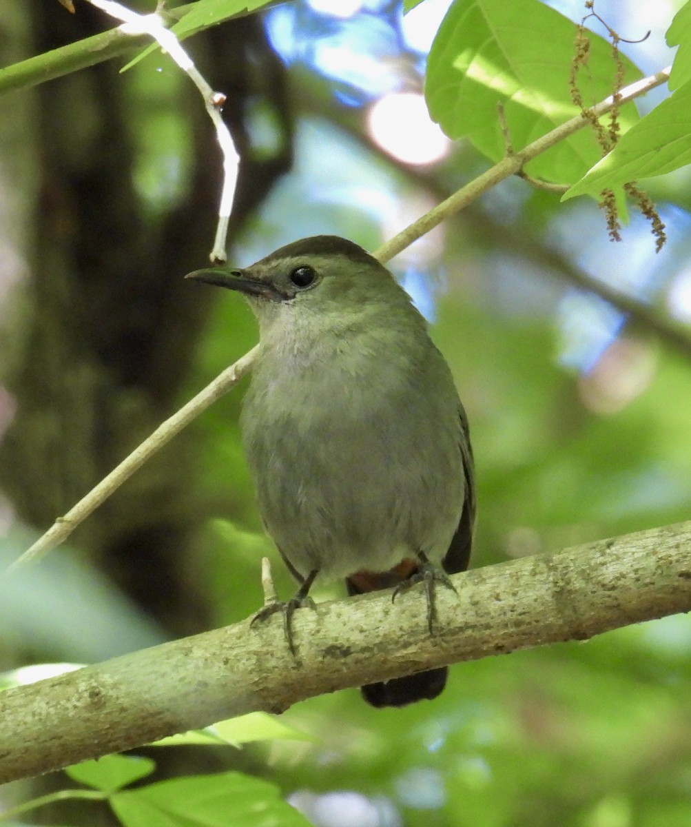 Gray Catbird - ML617841117