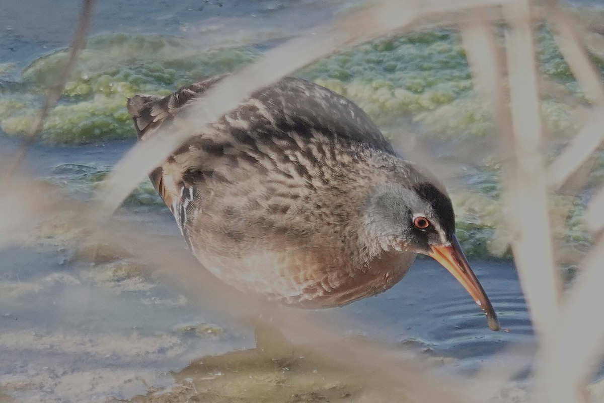 Virginia Rail - ML617841127