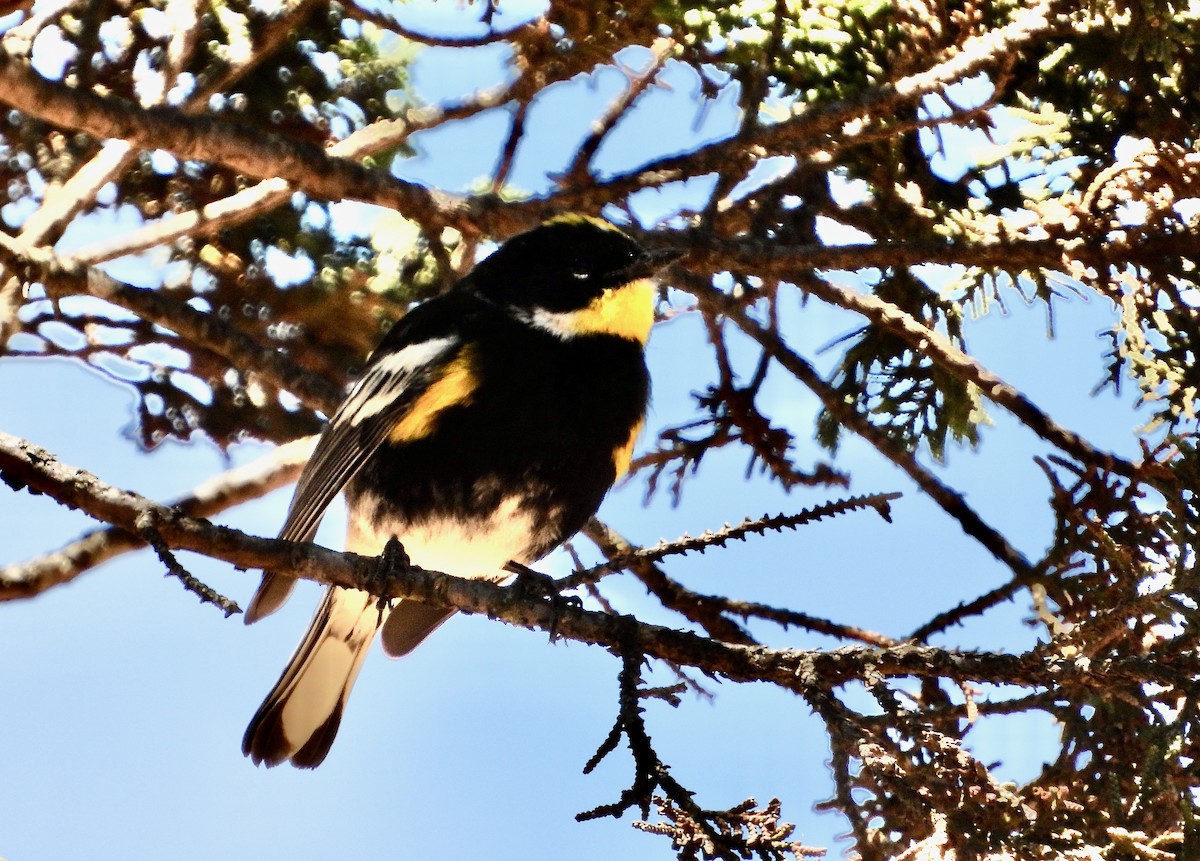 Yellow-rumped Warbler (Goldman's) - ML617841137