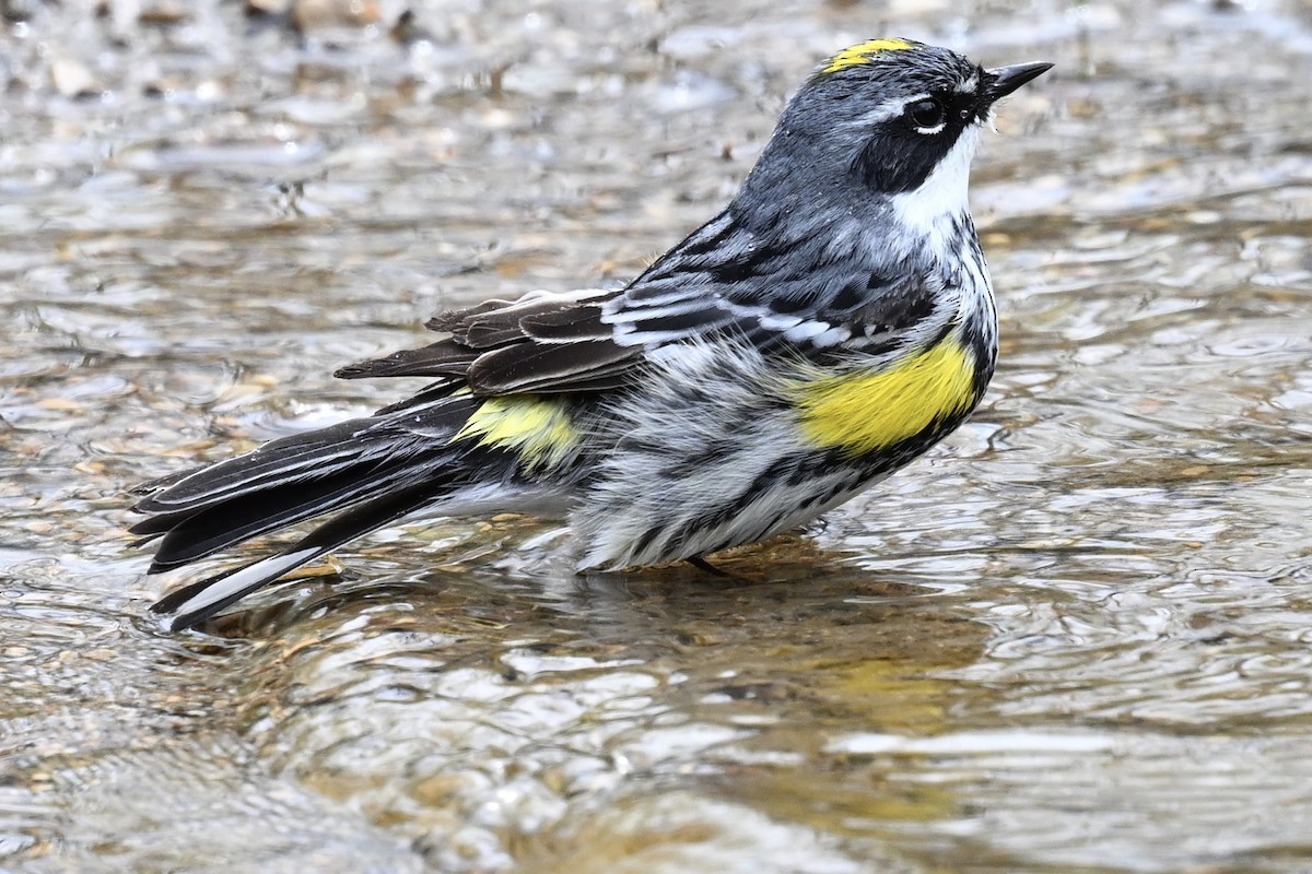 Yellow-rumped Warbler - Robert McLure