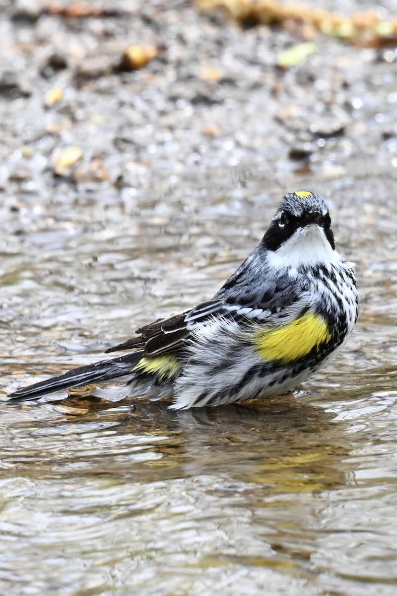 Yellow-rumped Warbler - Robert McLure