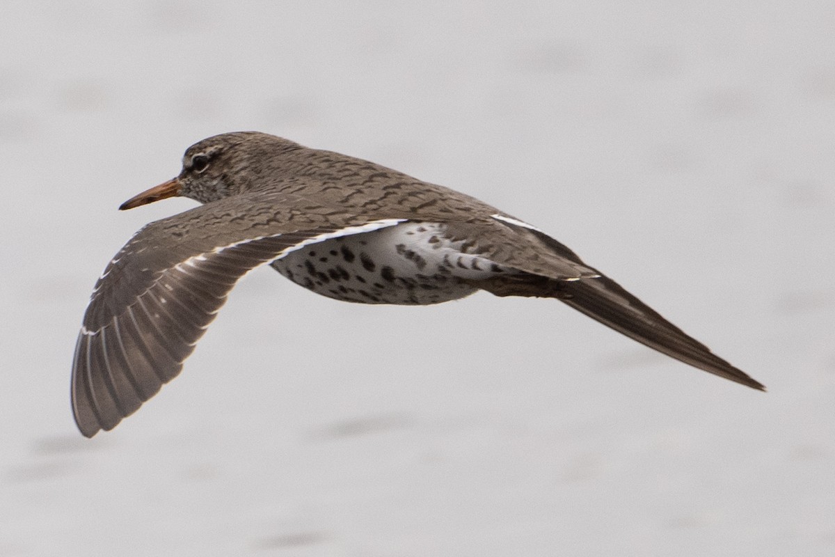 Spotted Sandpiper - ML617841149