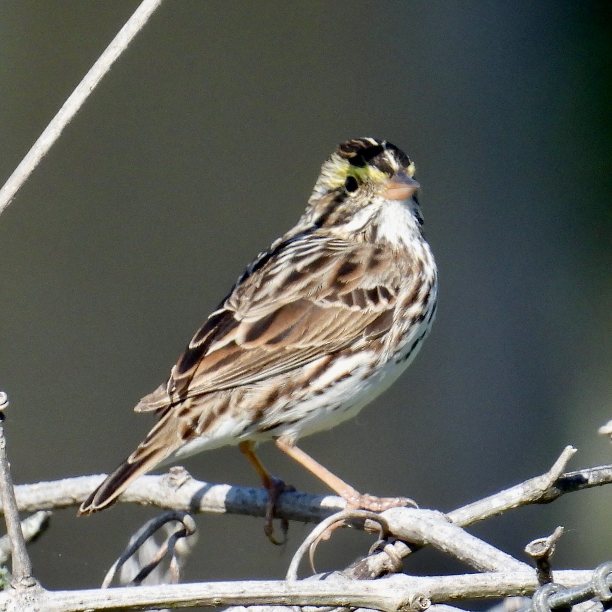 Savannah Sparrow - ML617841176