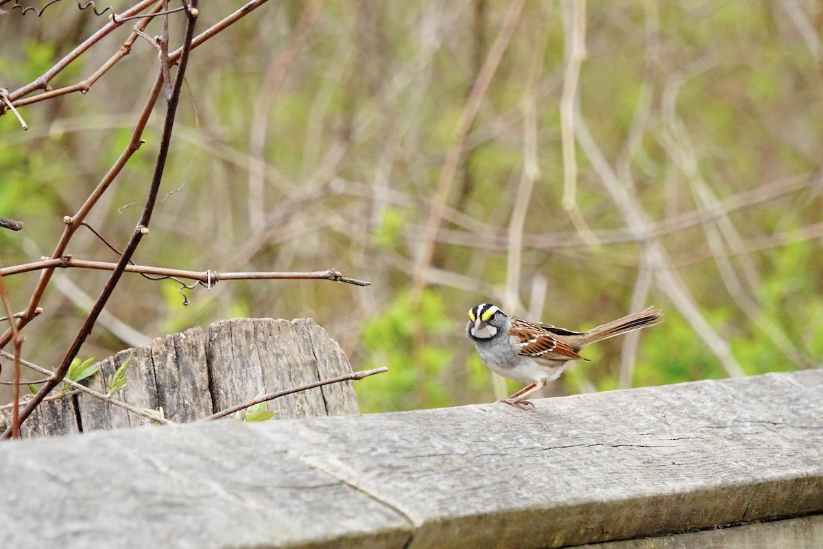 White-throated Sparrow - ML617841189