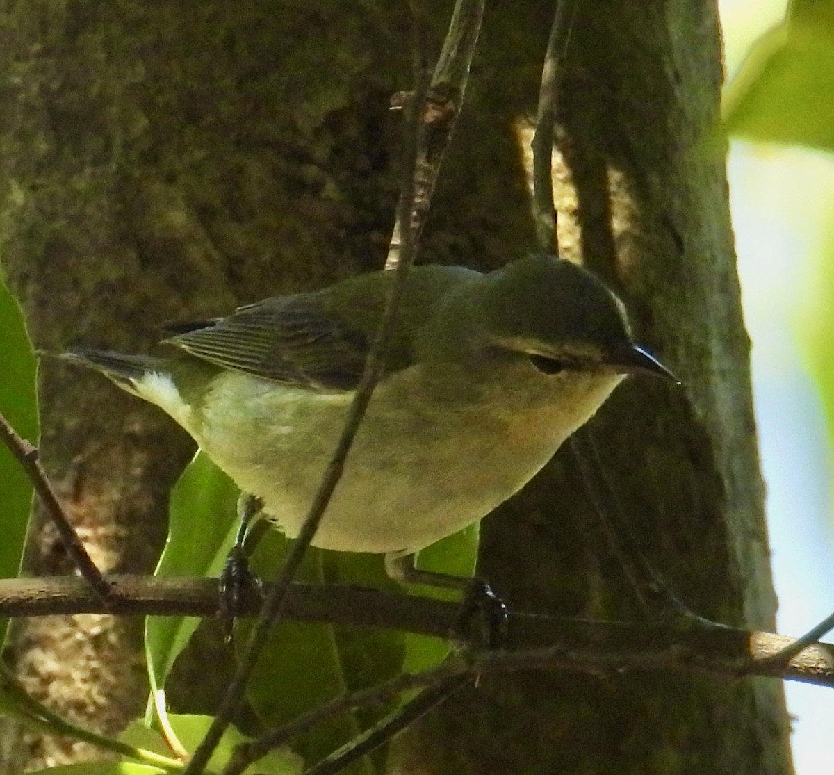 Tennessee Warbler - ML617841209