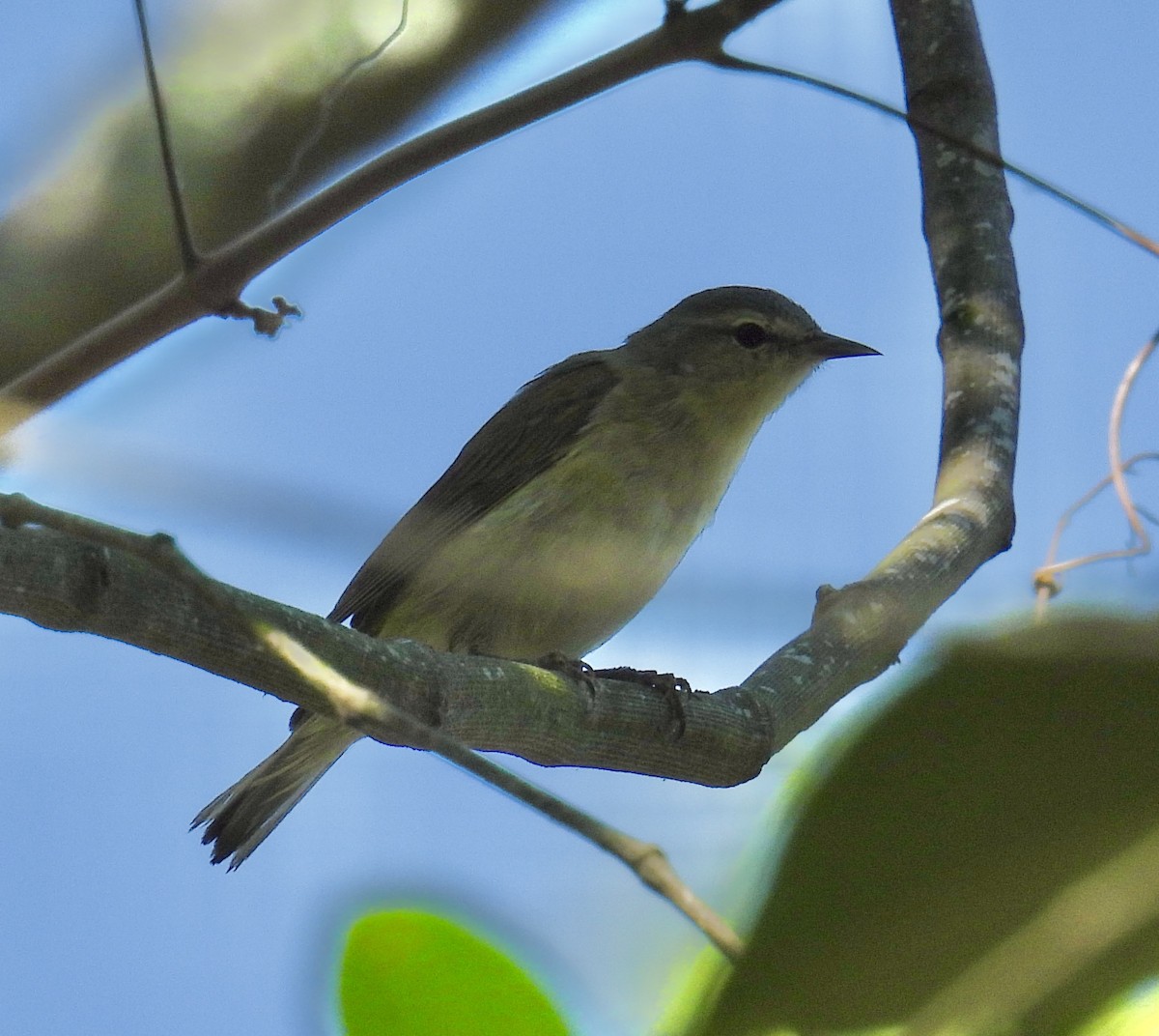 Tennessee Warbler - ML617841210